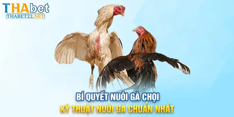 Bí Quyết Nuôi Gà Chọi - Kỹ Thuật Nuôi Gà Chuẩn Nhất Thabet