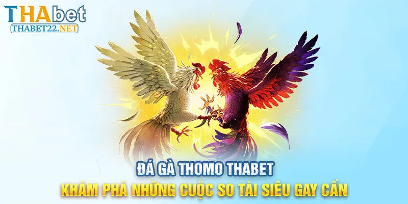 Đá gà Thomo THABET - Khám phá những cuộc so tài gay cấn