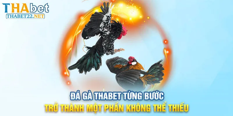 Đá gà THABET từng bước trở thành một phần không thể thiếu