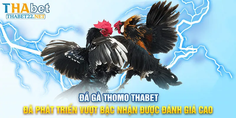 Đá gà Thomo THABET đã phát triển vượt bậc nhận được đánh giá cao