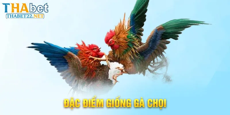 Đặc điểm giống gà chọi