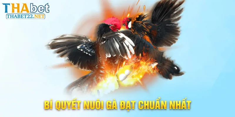 Bí quyết nuôi gà đạt chuẩn nhất