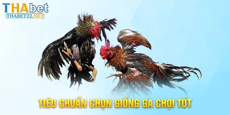 Tiêu chuẩn chọn giống gà chọi tốt